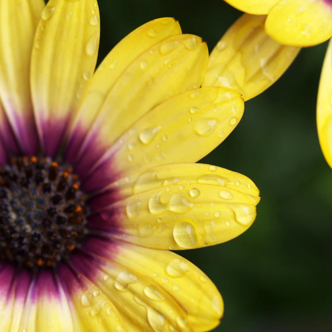 Ostéospermum - Osteospermum sp – Image 4