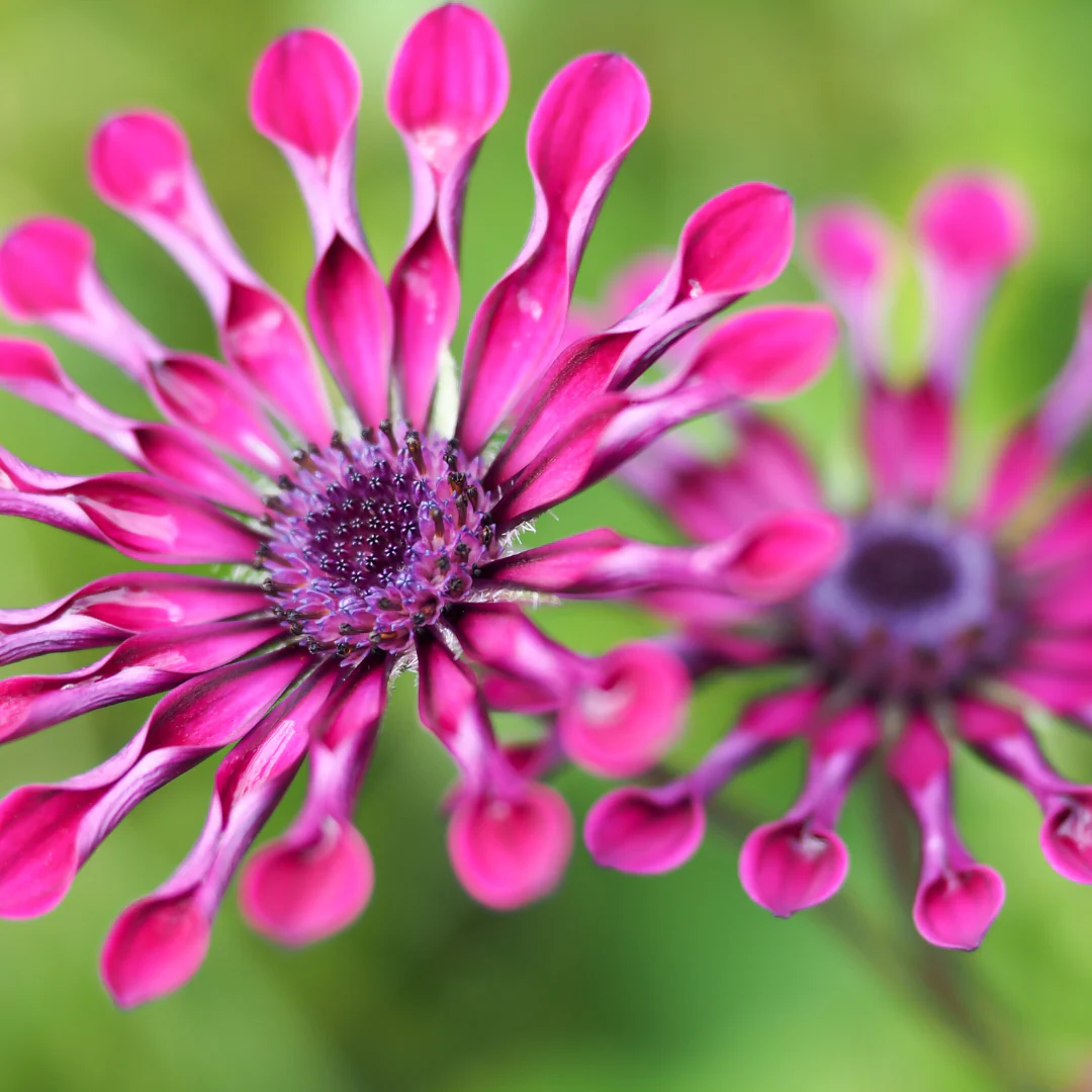 Ostéospermum - Osteospermum sp – Image 2