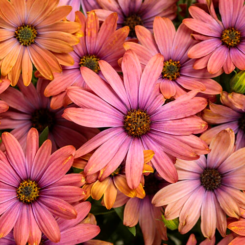 Ostéospermum - Osteospermum sp – Image 3