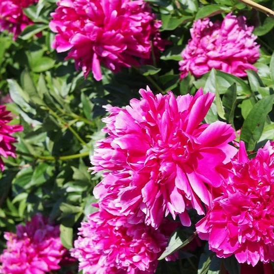 Pivoine Karl Rosenfield - Paeonia 'Karl Rosenfield'