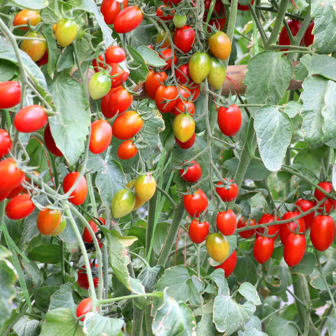 Panier suspendu de tomate cerise rouge (plant BIO) – Image 3