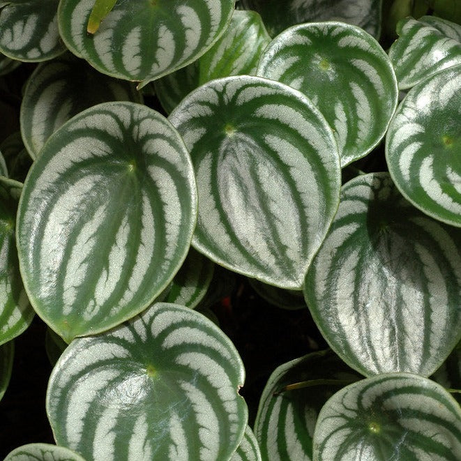 Peperomia melon d'eau (watermelon) - Peperomia argyreia