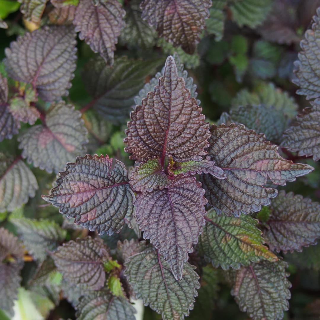 Shiso rouge (plant BIO)