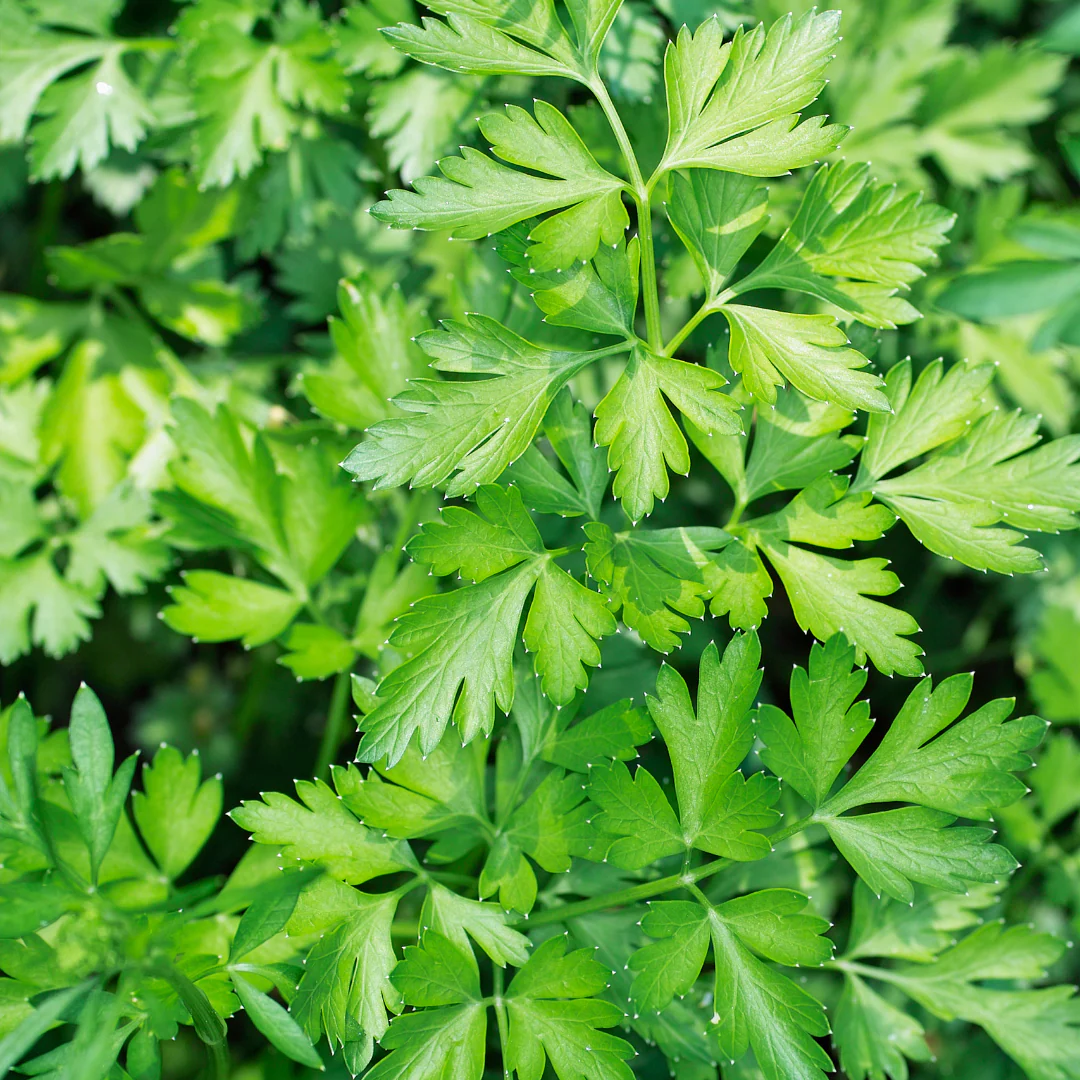 Persil plat italien (plant BIO)