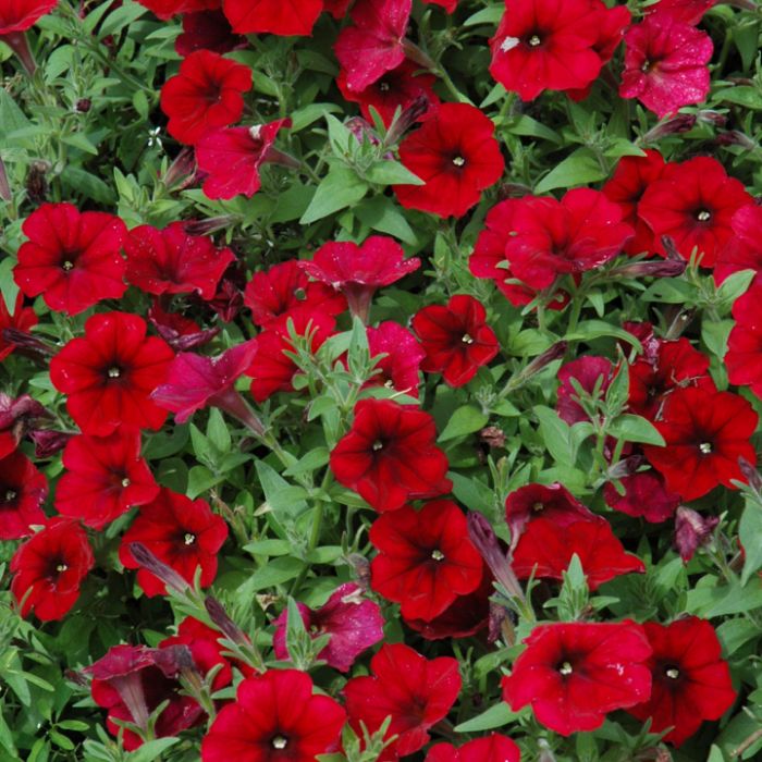 Surfinia - Pétunia – Image 9