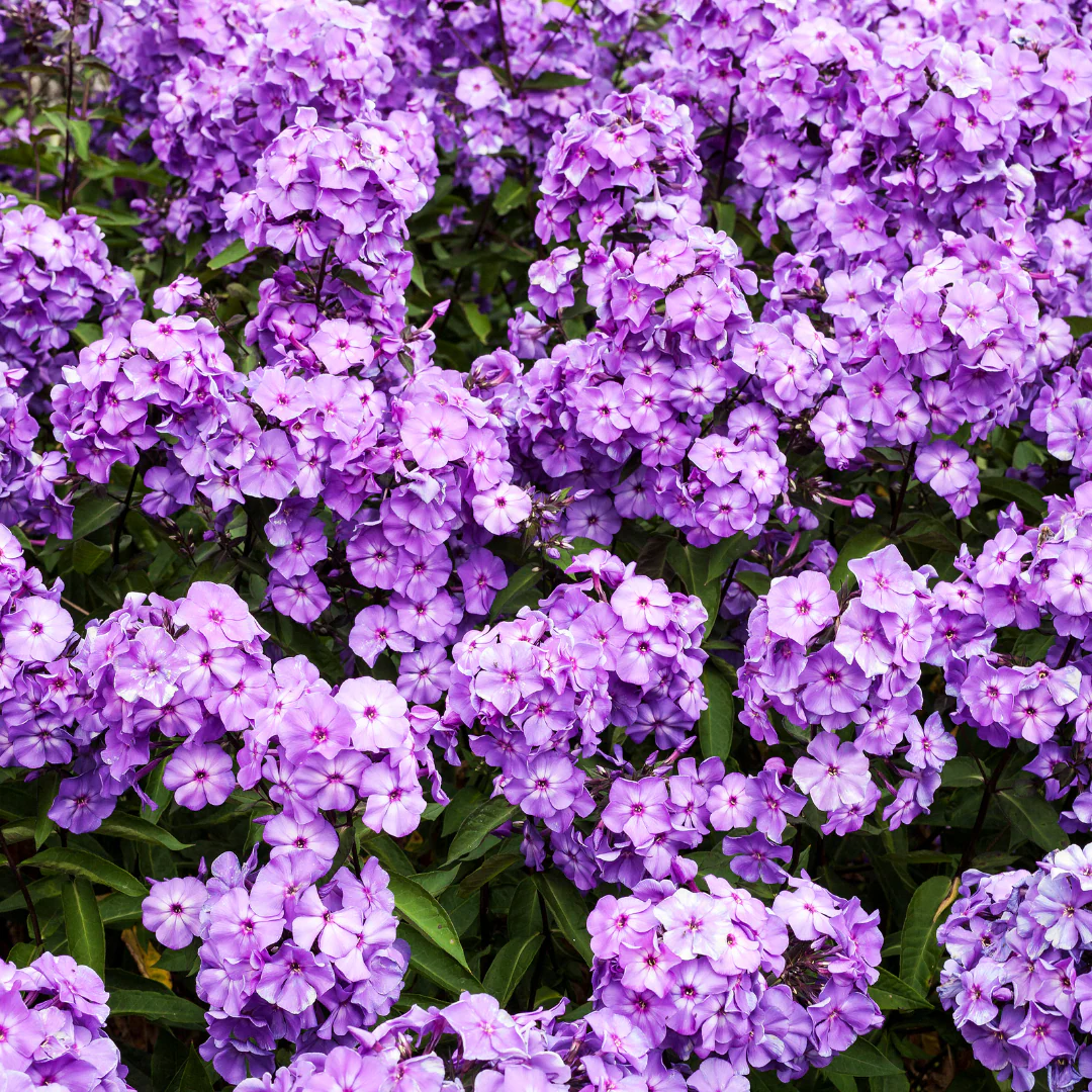 Phlox Blue Paradise - Phlox paniculata 'Blue Paradise'