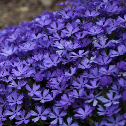 Phlox rampant Violet - Phlox subulata 'Violet Pinwheels'