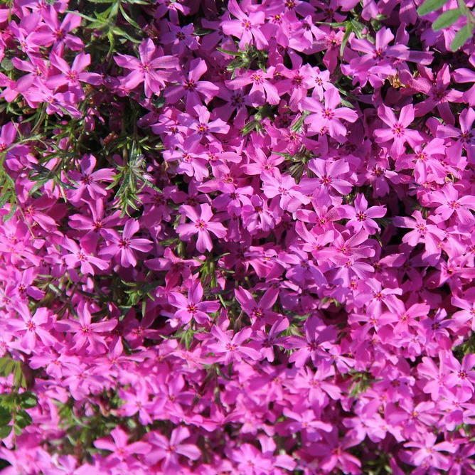 Phlox rampant rose - Phlox subulata 'Emerald Pink'