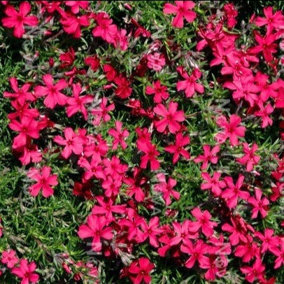 Phlox rampant rouge - Phlox subulata 'Red Wings'