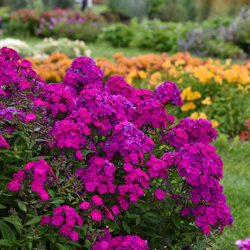 Phlox Luminary Ultraviolet - Phlox paniculata 'Luminary Ultraviolet'