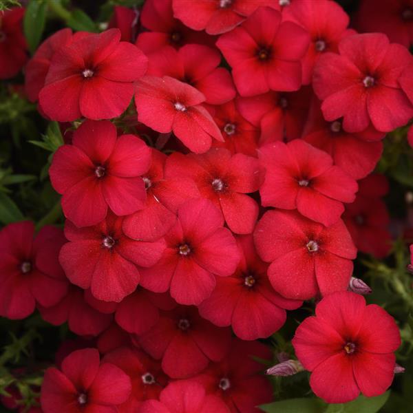 Phlox Red Flame - Phlox paniculata 'Red Flame'