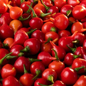 Piment fort 'Biquinho' (plant BIO)