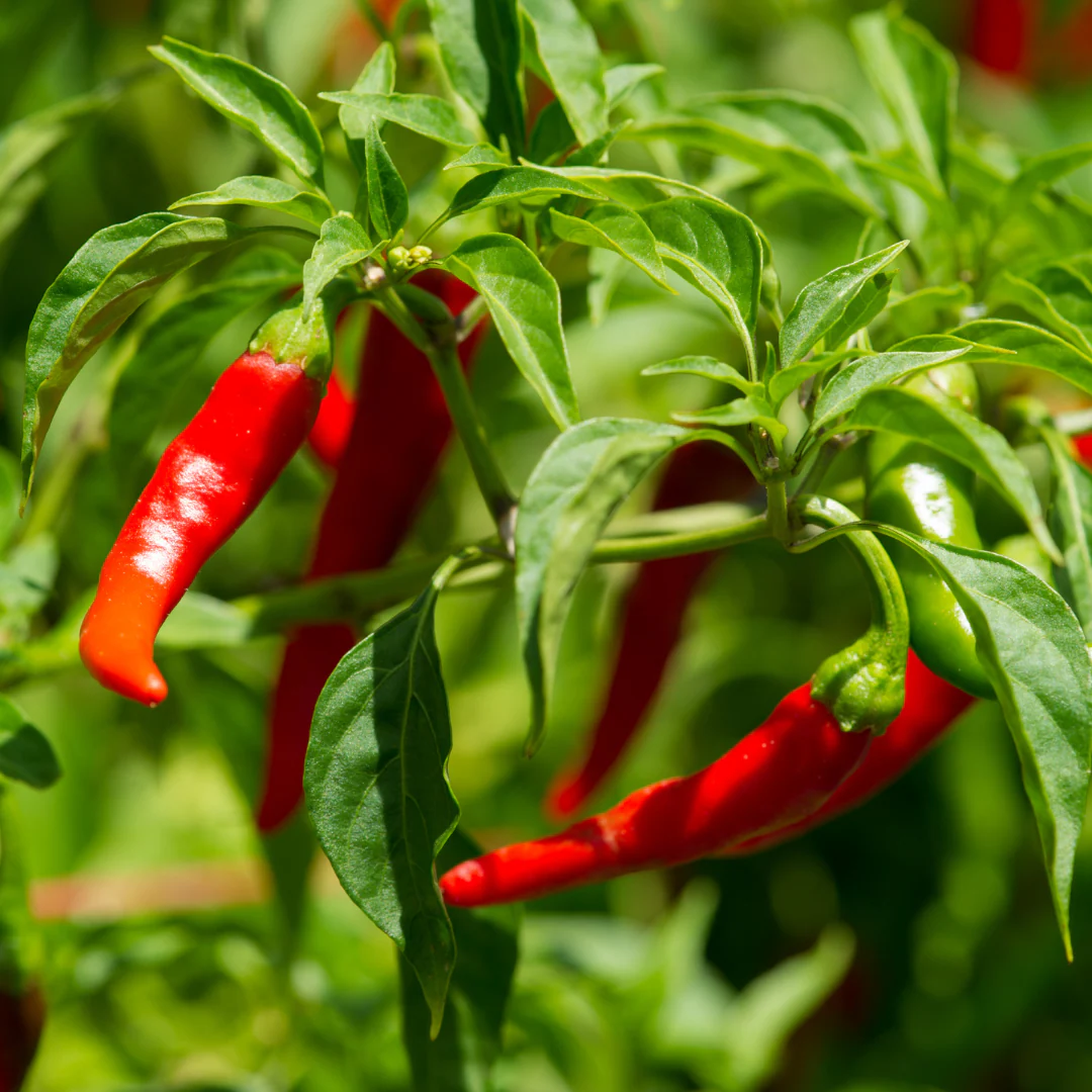 Piment fort Cayenne (plant BIO)