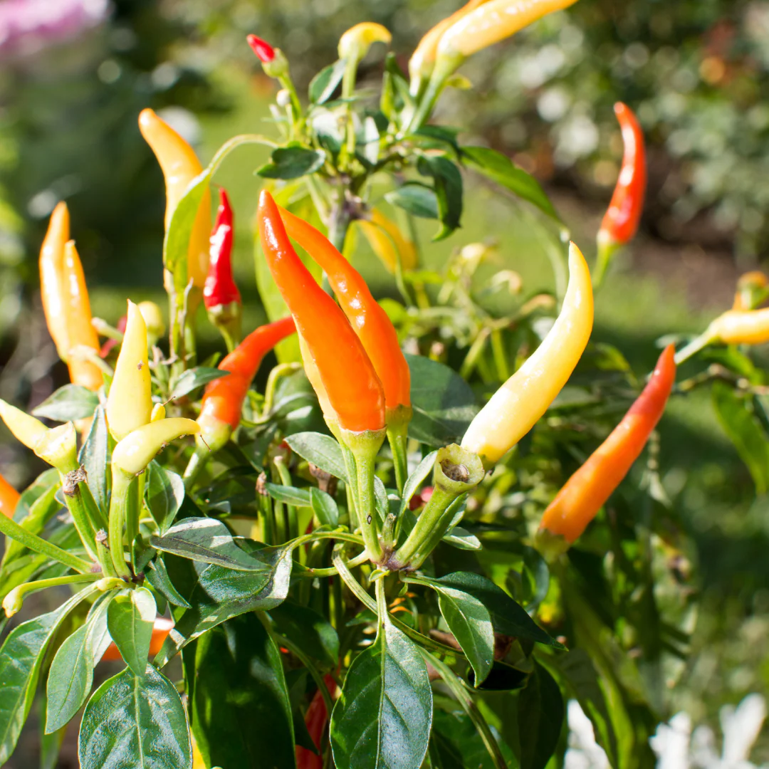 Piment chili 'Basket of fire' (plant BIO)