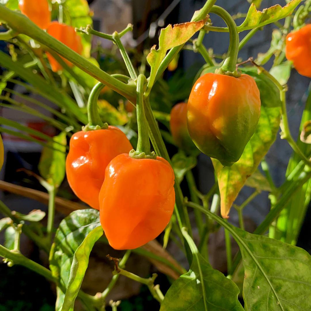 Piment fort habanero hongrois 'Orange' (plant BIO)