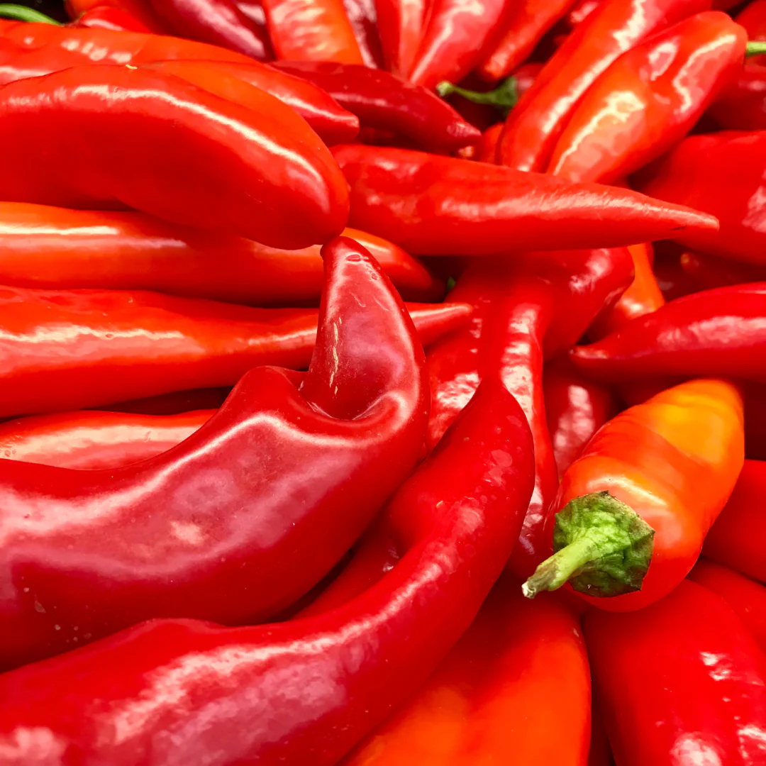 Piment fort Paprika 'Hongrois' (plant BIO)