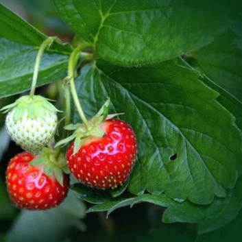 Fraise, Fraisier Albion - Fragaria 'Albion'