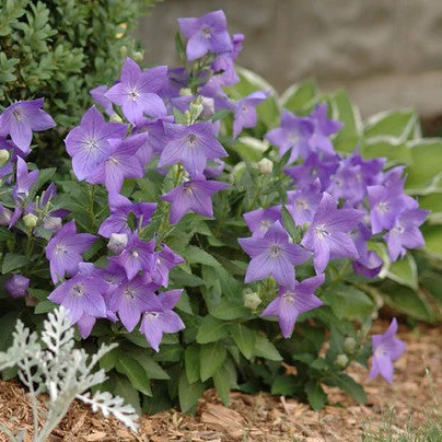 Fleur ballon Sentimental Blue - Platycodon grandiflorus 'Sentimental Blue'