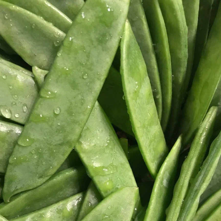 Pois mange-tout (plant BIO)