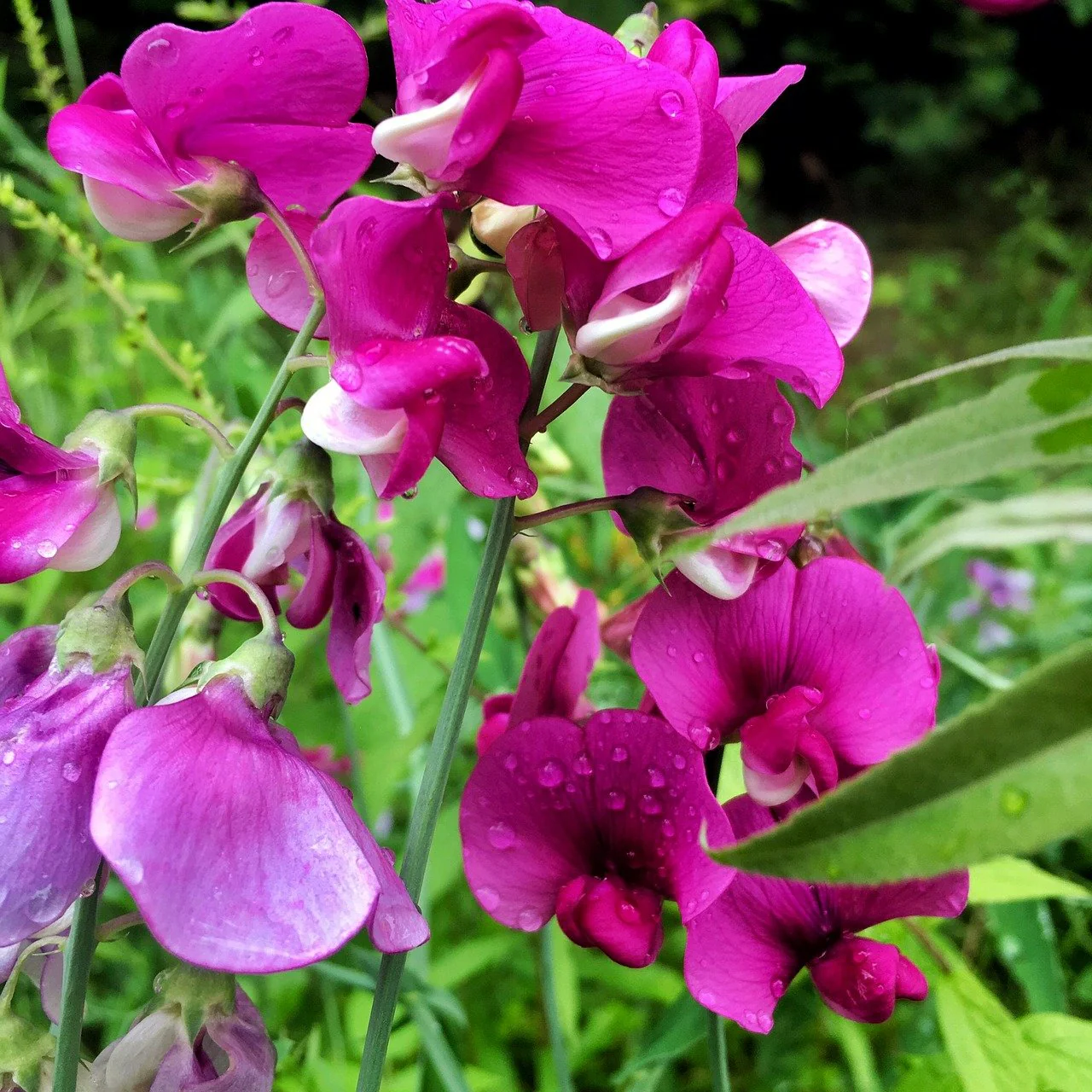 Pois de senteur - Lathyrus odoratus