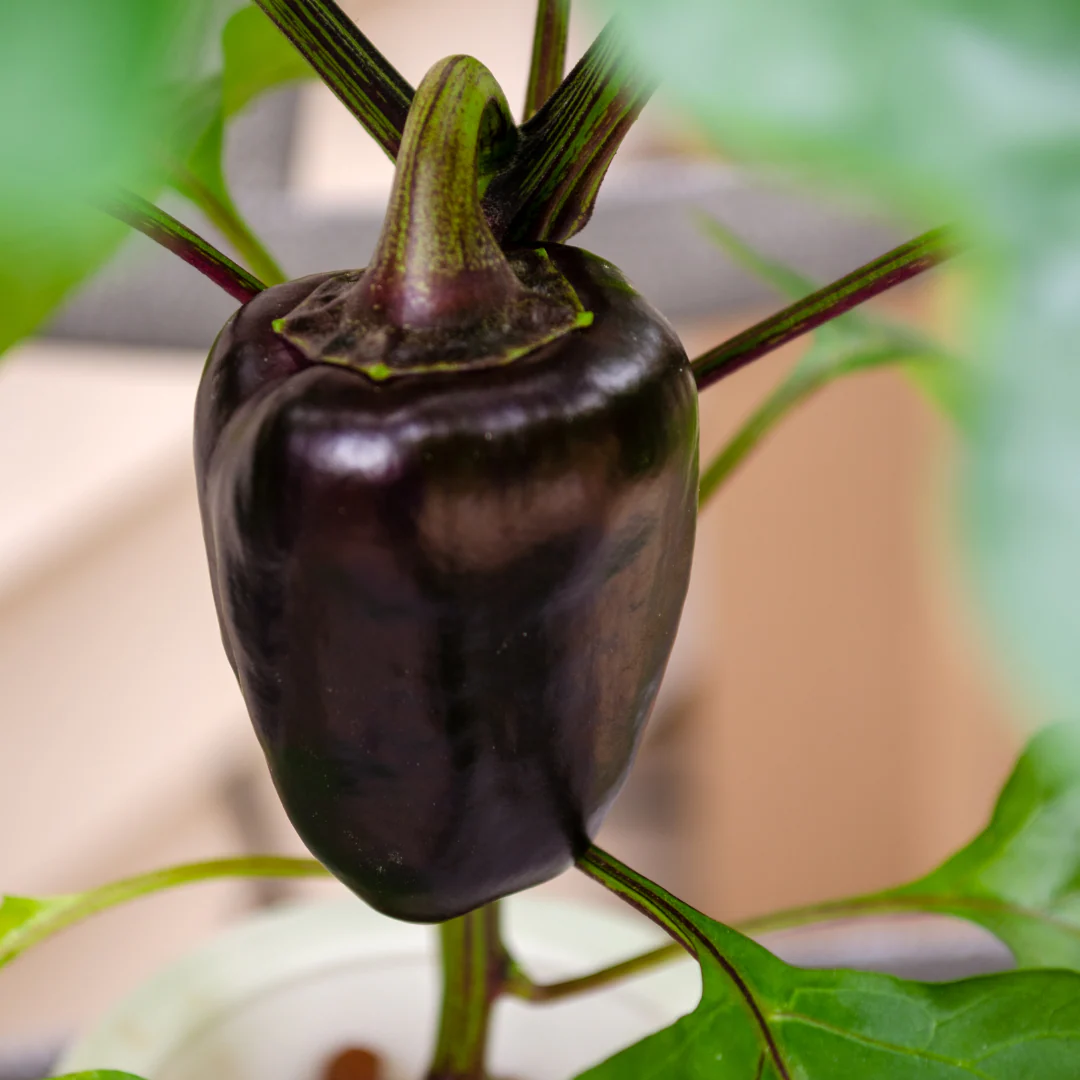 Poivron doux 'Chocolat' (plant BIO)