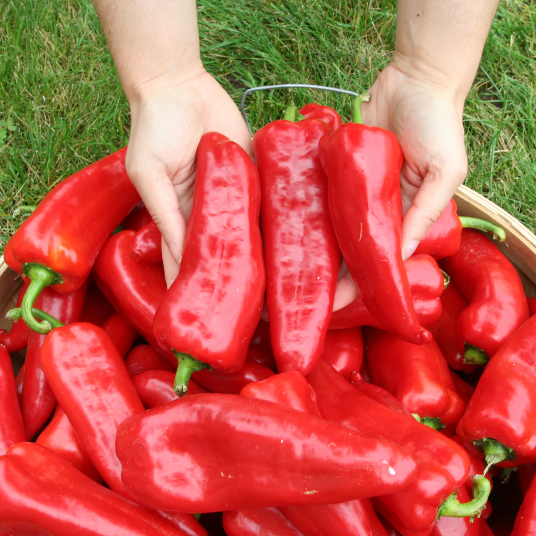 Poivron doux 'Corno di toro’ Carmen (plant BIO)