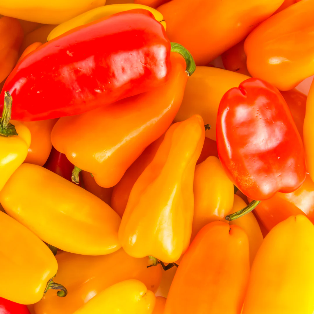 Poivron doux Mini en mélange (plant BIO)