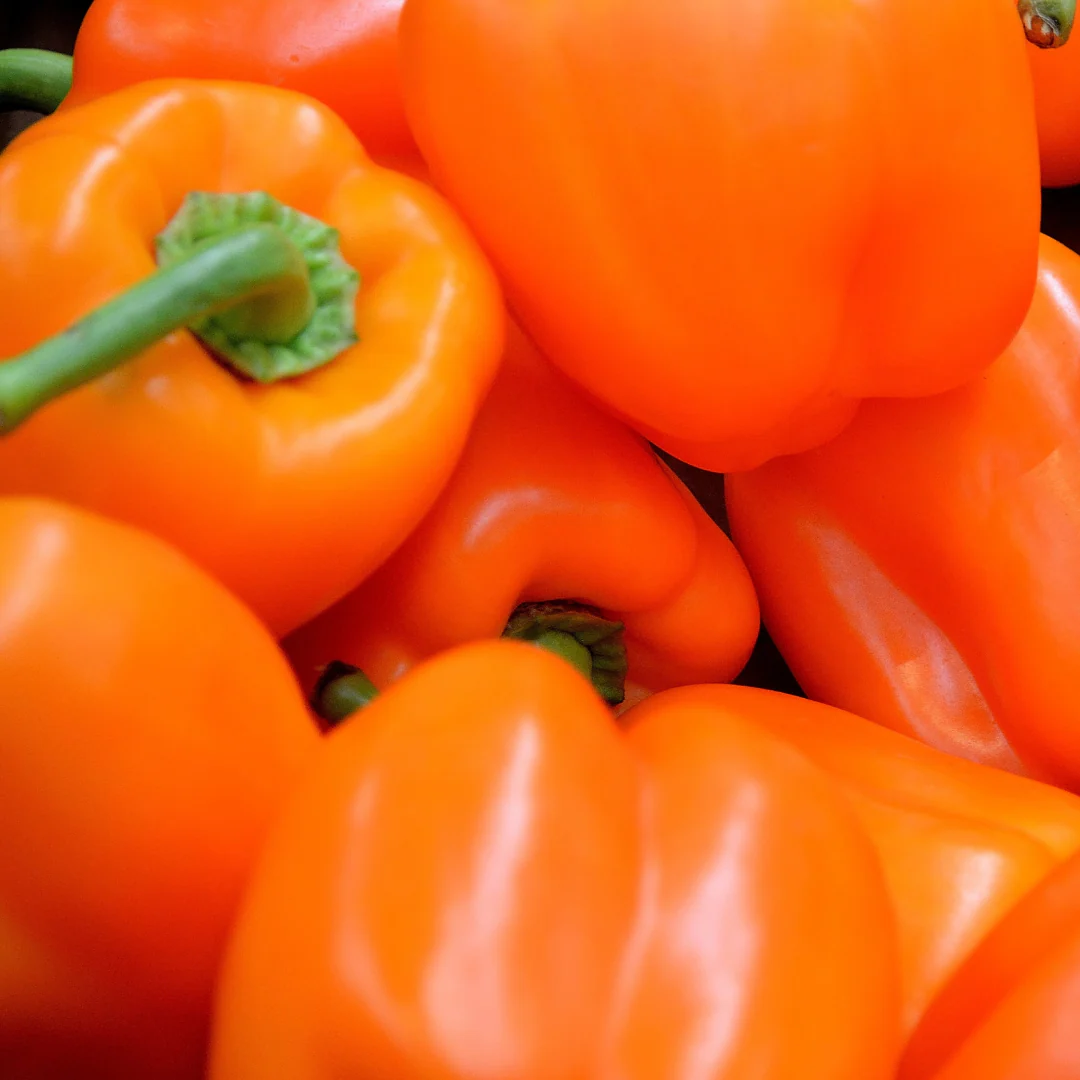 Poivron doux petit orange (plant BIO)