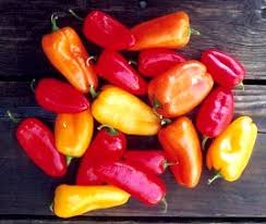 Poivron doux 'Lunchbox' (plant BIO) – Image 2