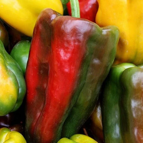 Poivron doux 'Candy Cane' (plant BIO)