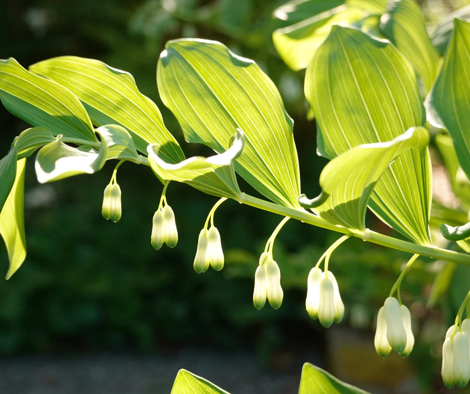 Sceau de salomon - Polygonatum multiflorum
