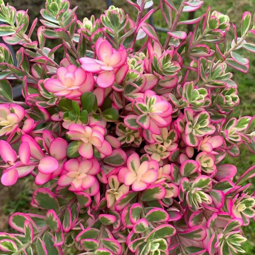 Bébés plantes au profit de la néonatalogie (mars seulement) – Image 5