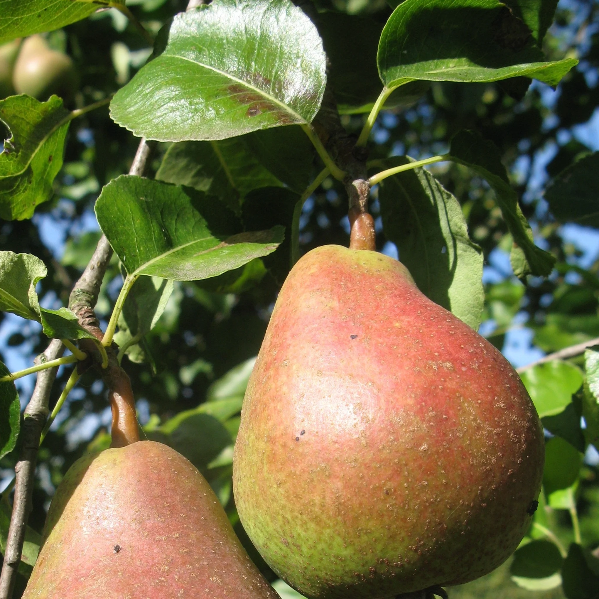 Poirier Summercrisp - Pyrus communis 'Summercrisp'
