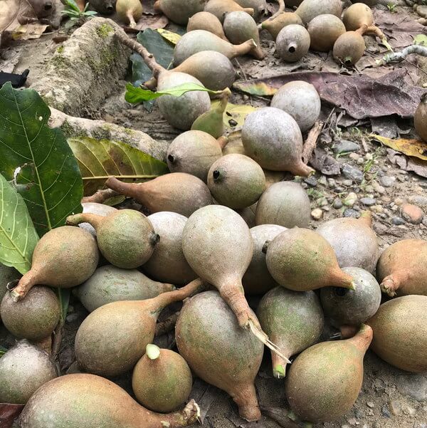 Rahua Shampooing classique – Image 3