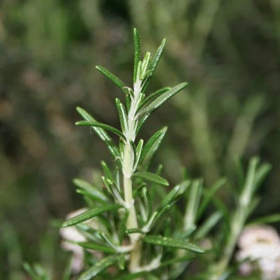 Romarin (plant NON-BIO) – Image 2