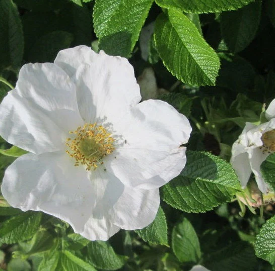 Rosier rugueux blanc - Rosa rugosa 'Alba'