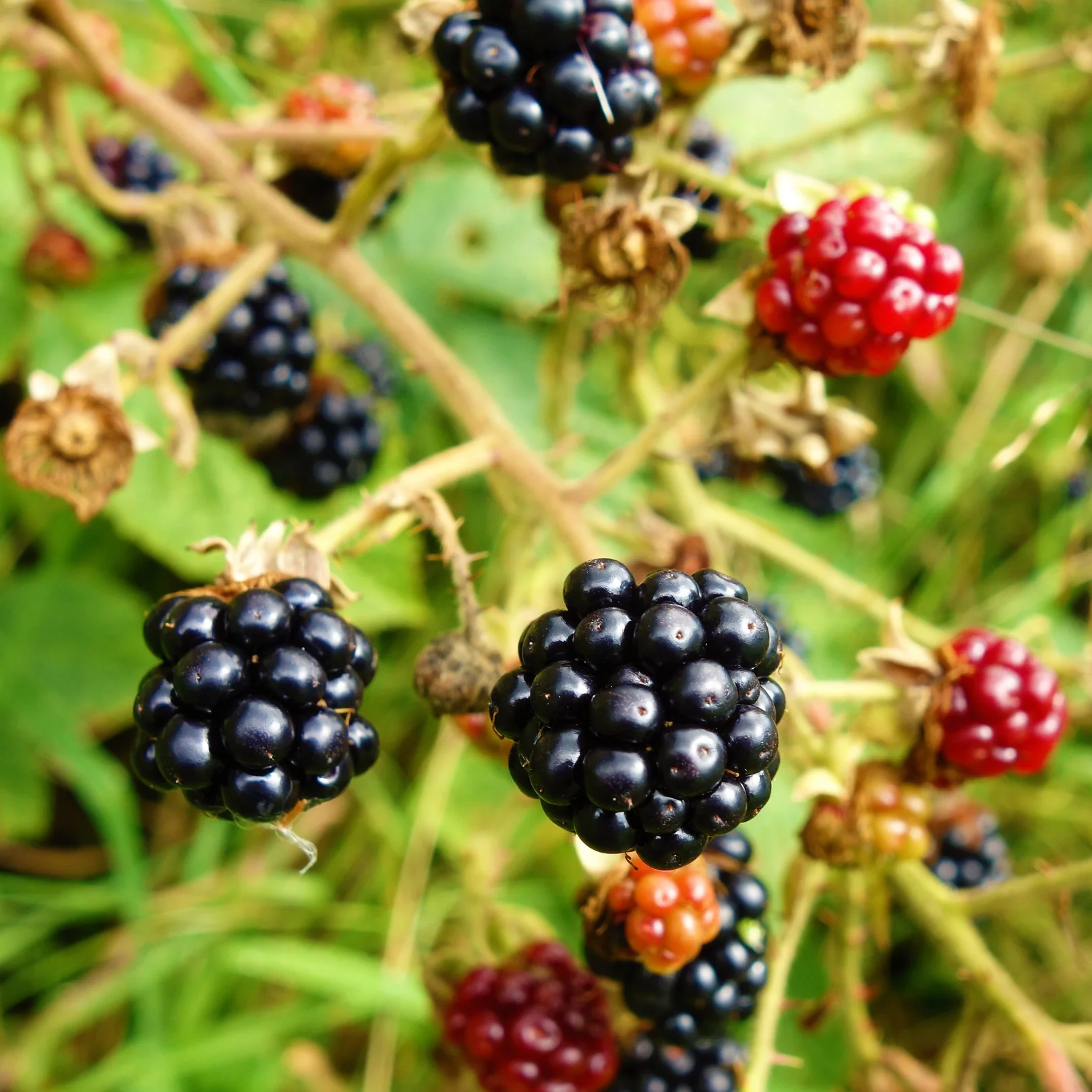Mûrier Natchez - Rubus fruticosus 'Natchez'