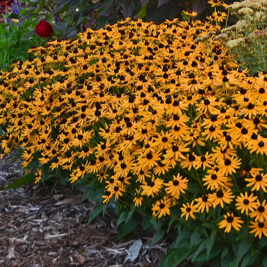 Rudbeckie Little Goldstar - Rudbeckia fulgida 'Little Goldstar'