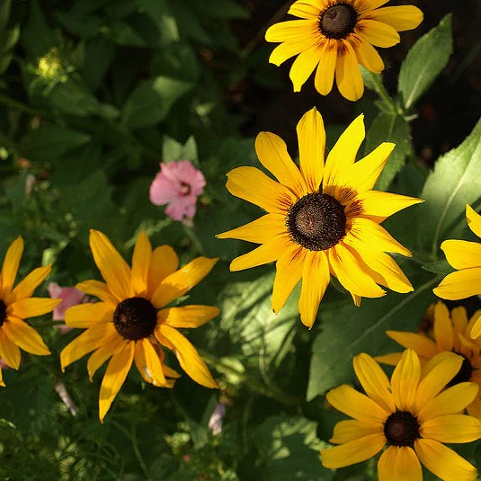 Rudbeckie Indian Summer - Rudbeckia hirta 'Indian Summer'