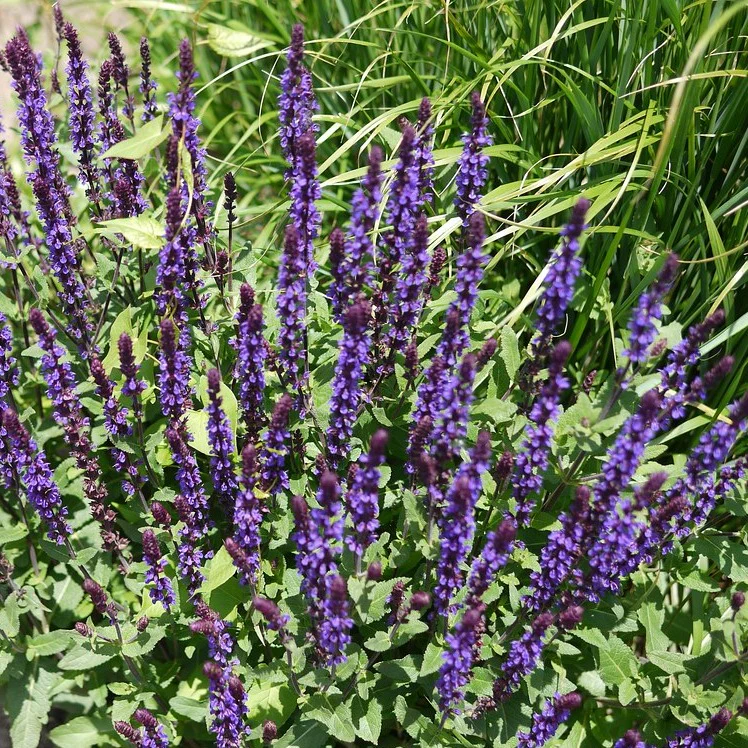 Sauge Caradonna - Salvia nemorosa 'Caradonna'