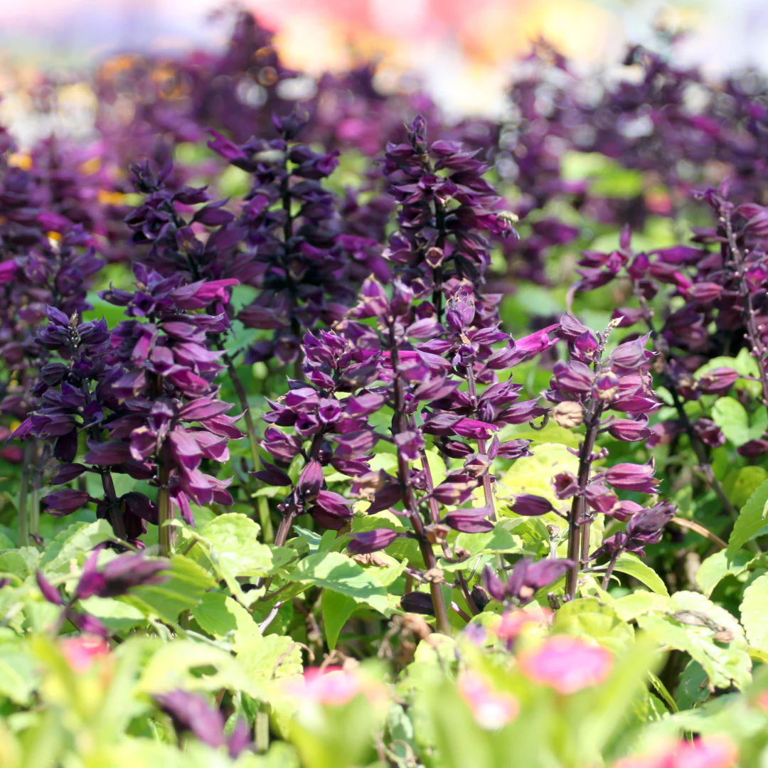 Salvia mojave -Salvia mojave