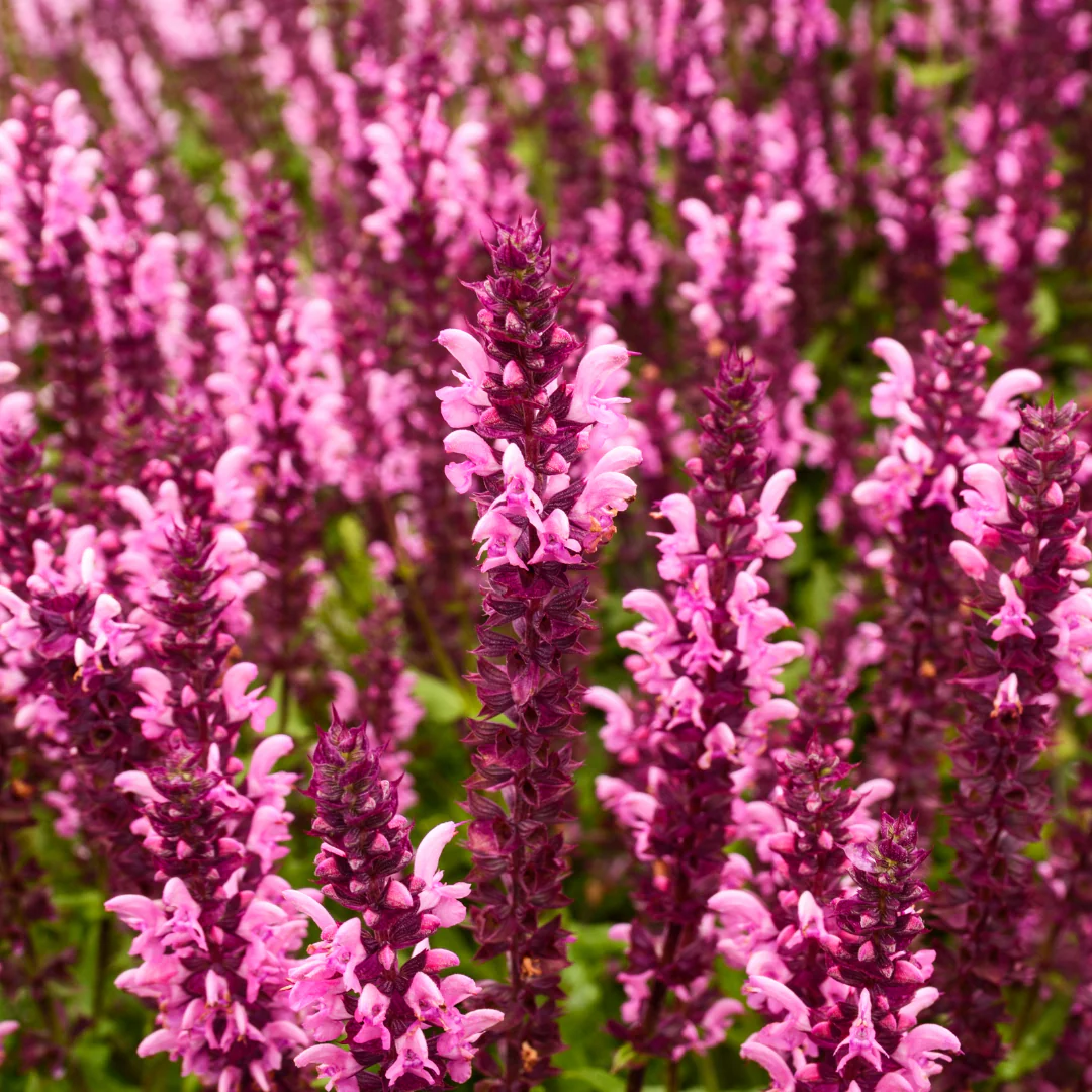 Sauge New Dimension Rose - Salvia nemorosa 'New Dimension Rose'