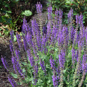 Sauge Caradonna - Salvia nemorosa 'Caradonna' – Image 2