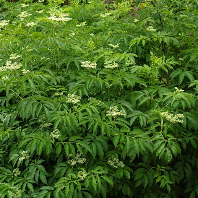 Sureau du Canada - Sambucus canadensis – Image 2