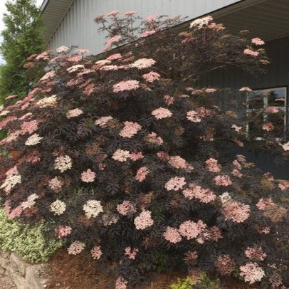 Sureau européen Black Lace - Sambucus nigra 'Black Lace'