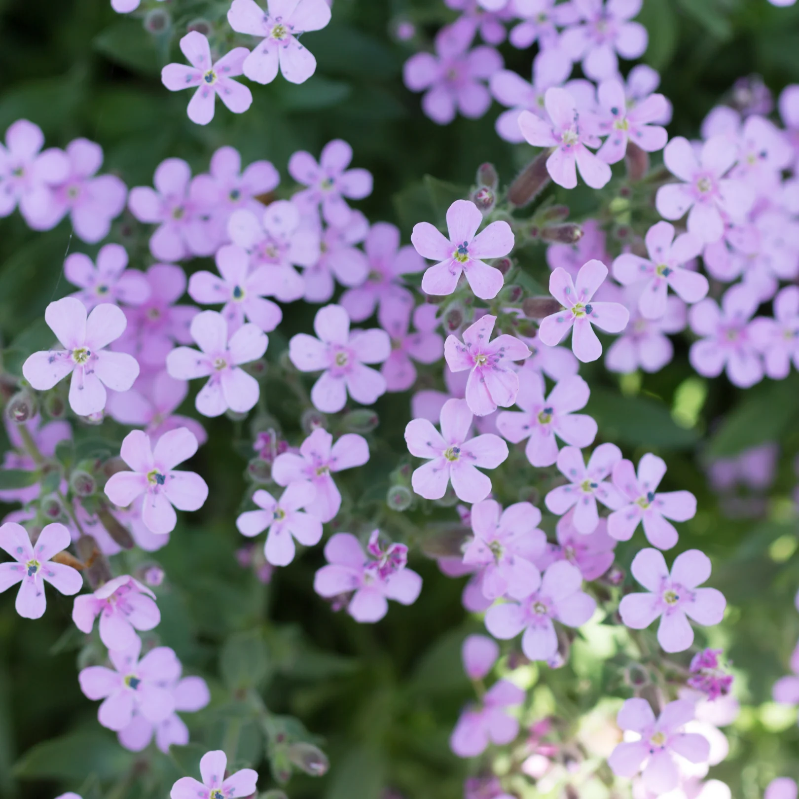 Saponaire -Saponaria ocymoides