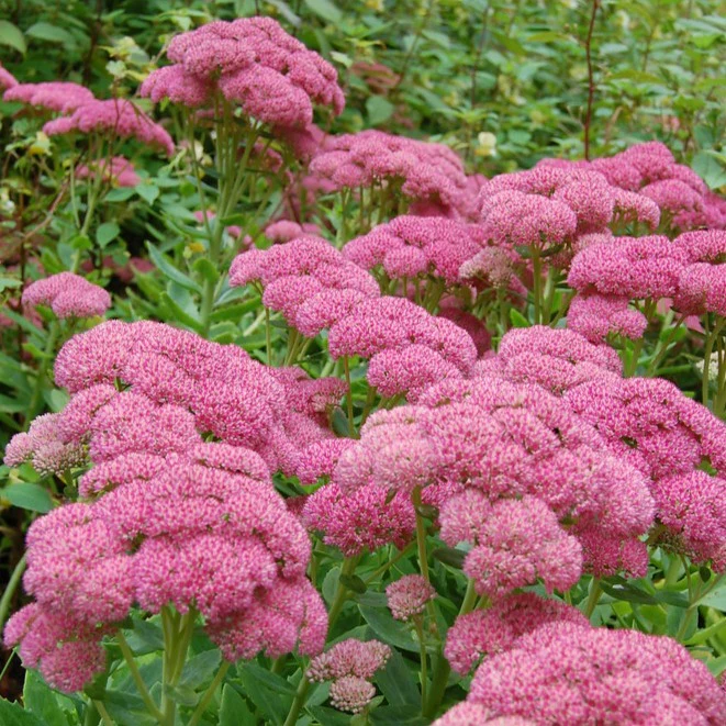 Orpin Autumn Joy - Sedum telephium 'Autumn Joy'