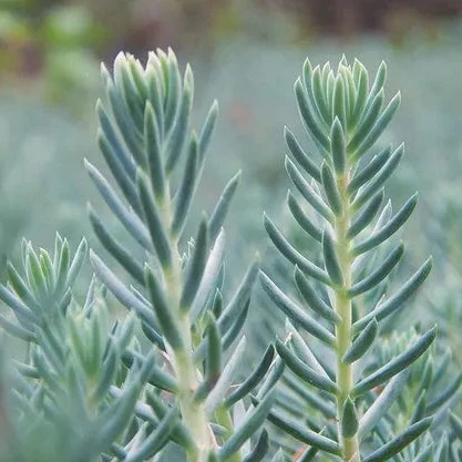 Orpin Blue Spruce - Sedum reflexum 'Blue Spruce'