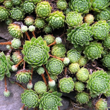 Joubarbe - Sempervivum