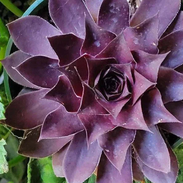 Joubarbe Onyx - Sempervivum 'Onyx'